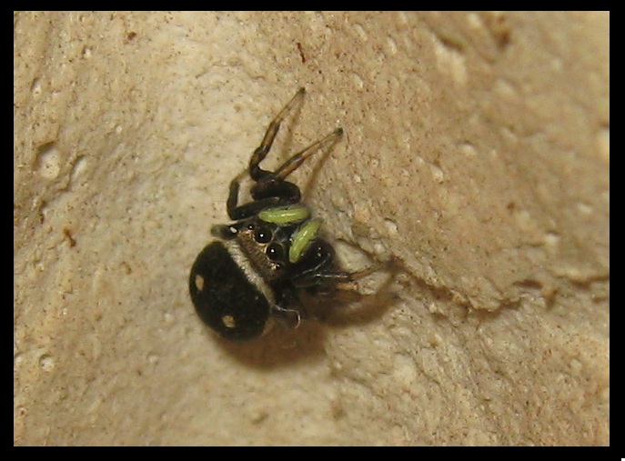 Heliophanus apiatus - Roma (RM)