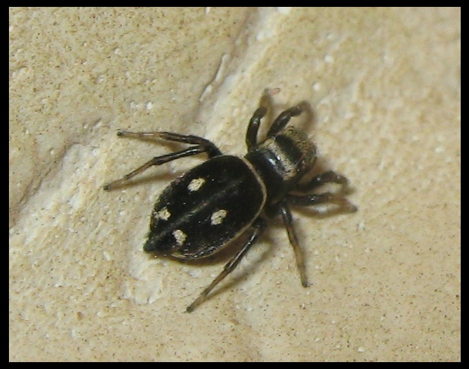 Heliophanus apiatus - Roma (RM)