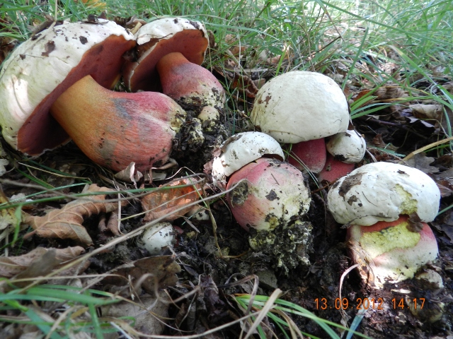 Boletus satanas???