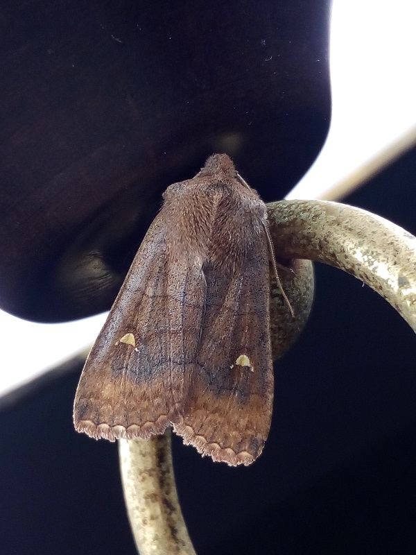 Farfalla notturna da identificare - Eupsilia transversa, Noctuidae