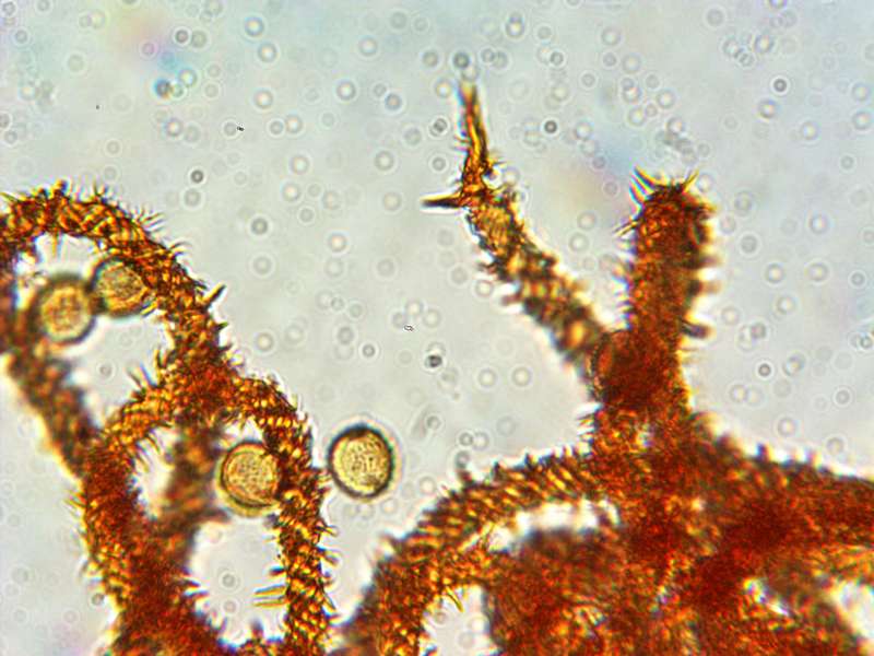 Metatrichia vesparium