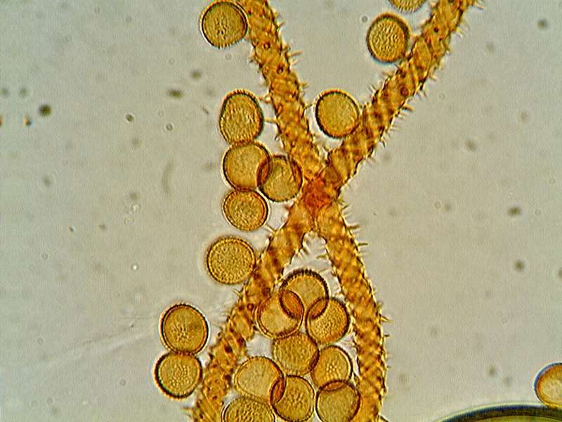 Metatrichia vesparium