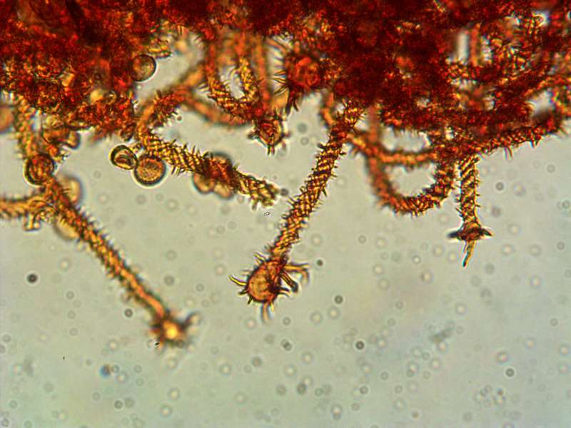 Metatrichia vesparium