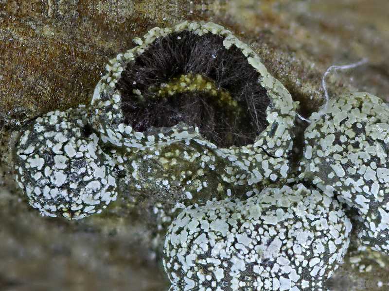 Lepidoderma chailleti