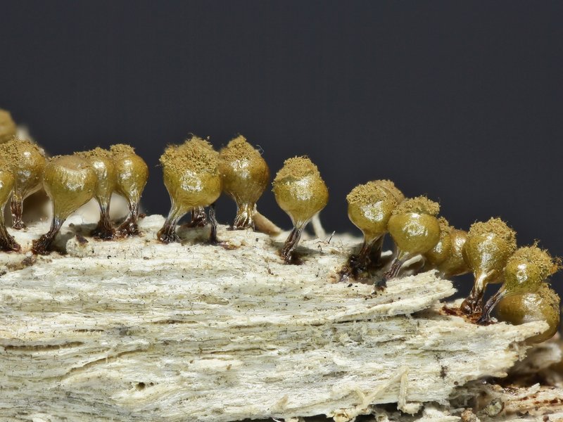 Trichia decipiens var. olivacea