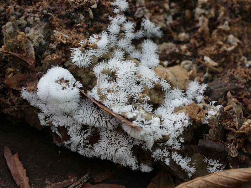 Ceratiomyxa fruticulosa