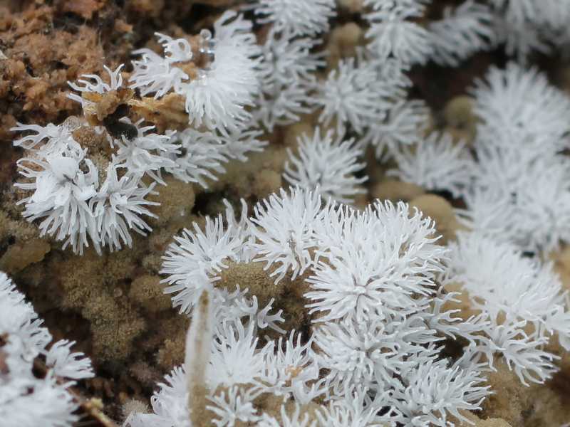 Ceratiomyxa fruticulosa