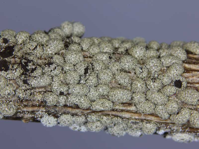 Lepidoderma chailleti