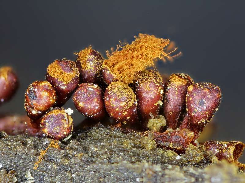 Metatrichia vesparium