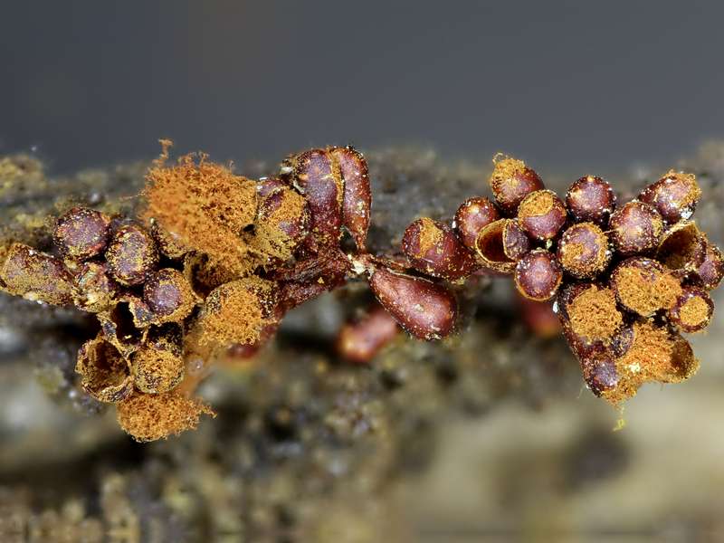 Metatrichia vesparium