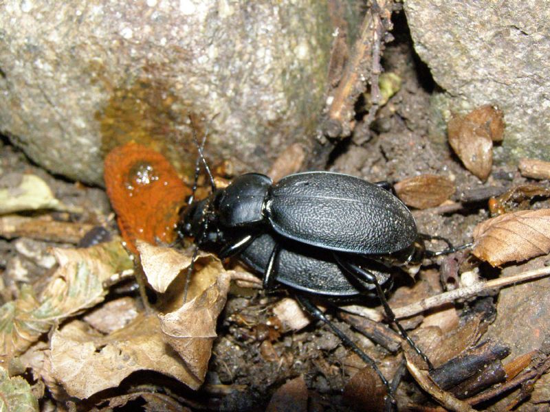 Carabus coriaceus: accoppiamento con pasto