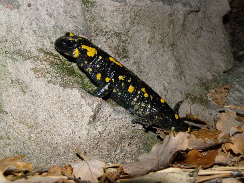 A salamandre con Barbaxx