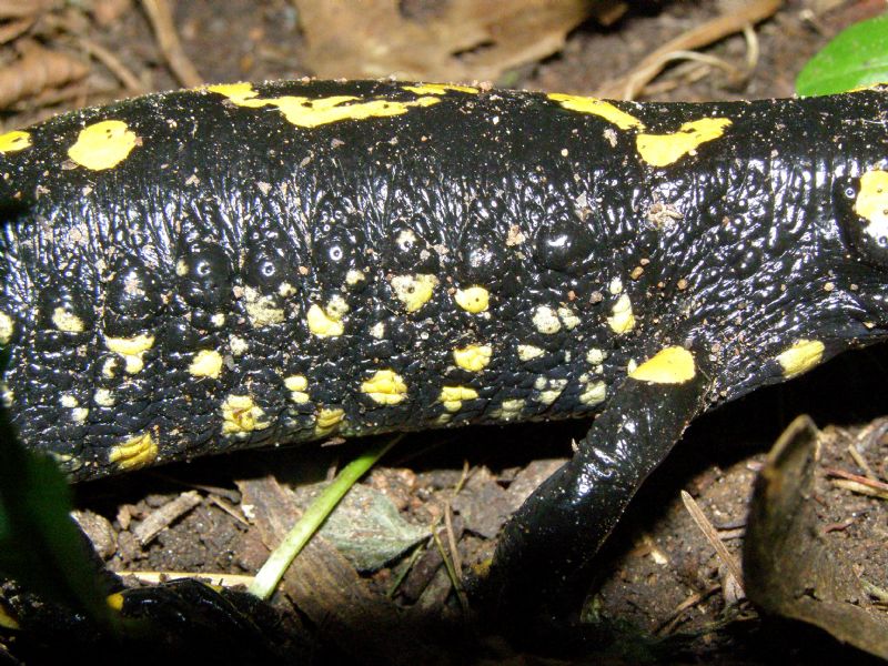 A salamandre con Barbaxx