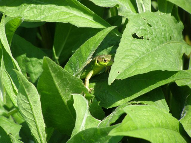 Lacerta bilineata, ramarro