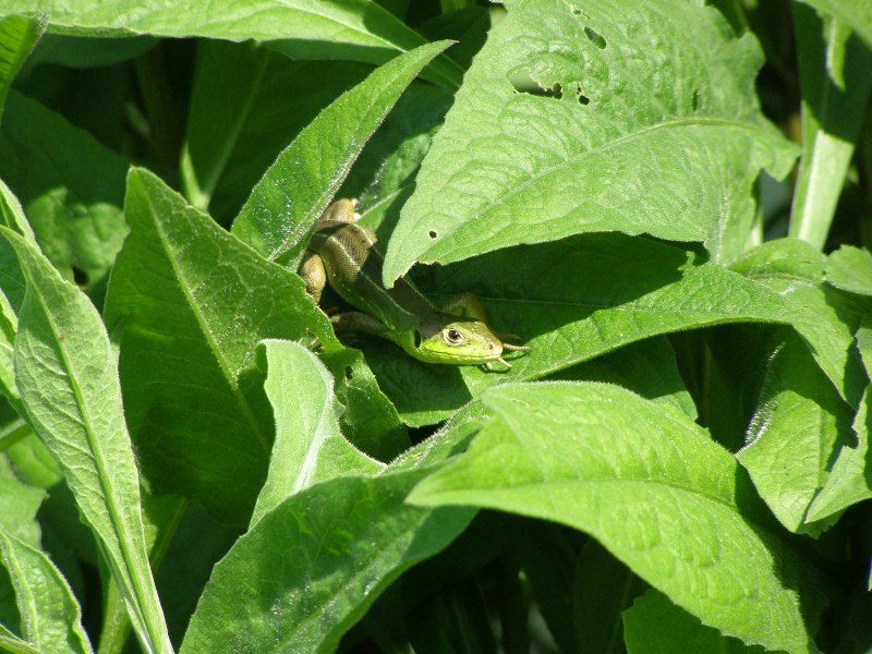 Lacerta bilineata, ramarro