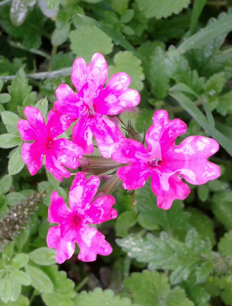 Verbena sp.