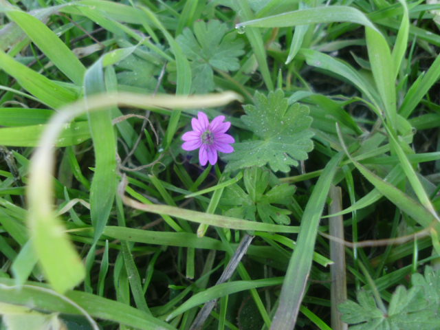 Geranium molle