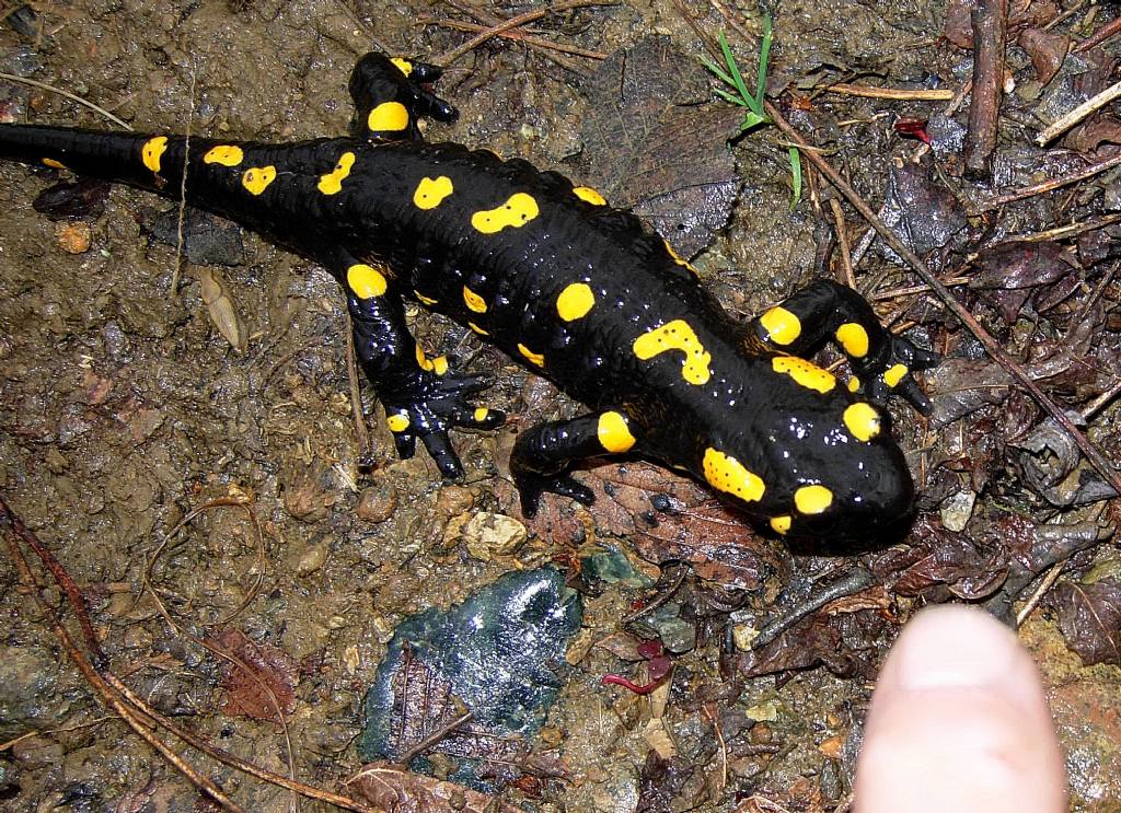 Finalmente una salamandra