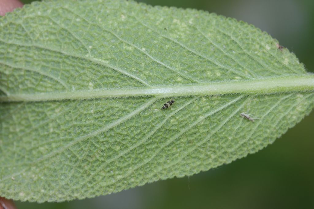 Cicadomorpha: ninfa di Eupteryx sp. (Cicadellidae)