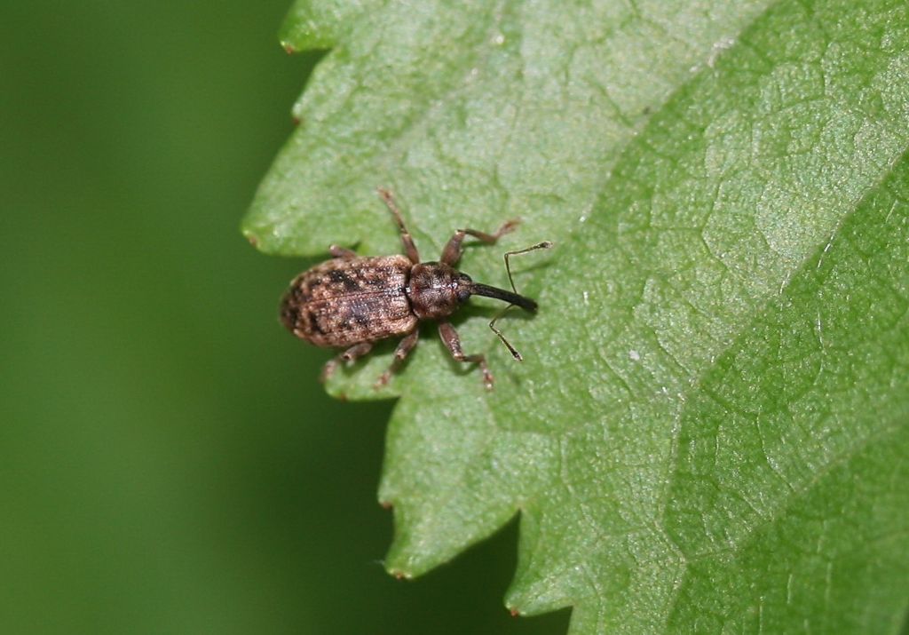 Curculionida: Dorytomus dejeani