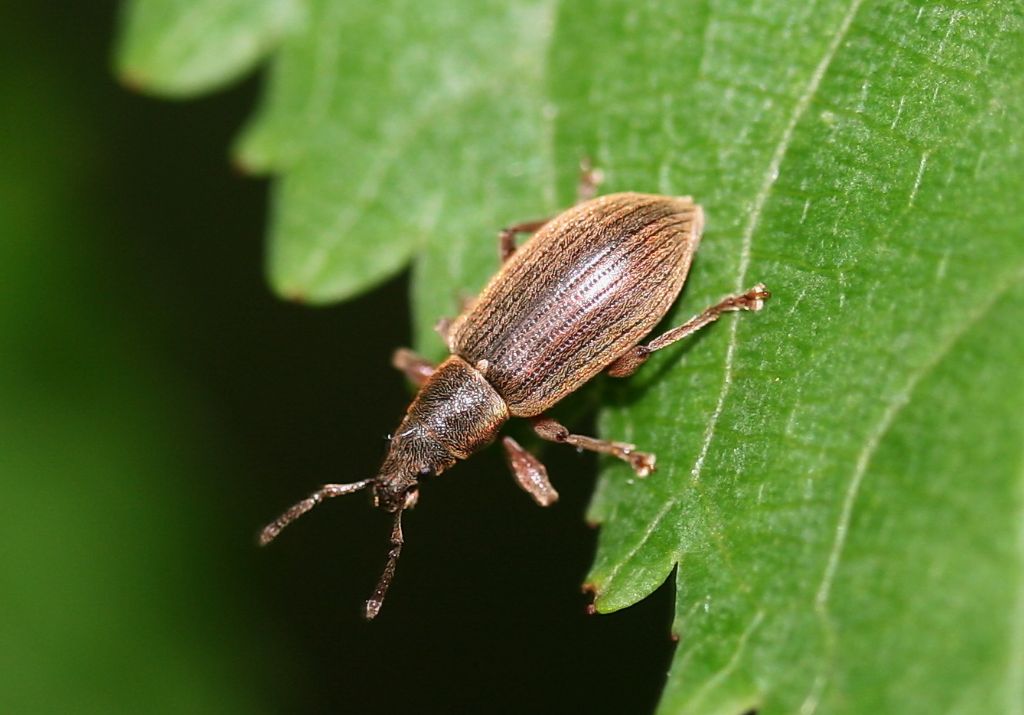 Piccolo curculionidae: Polydrusus pallidus