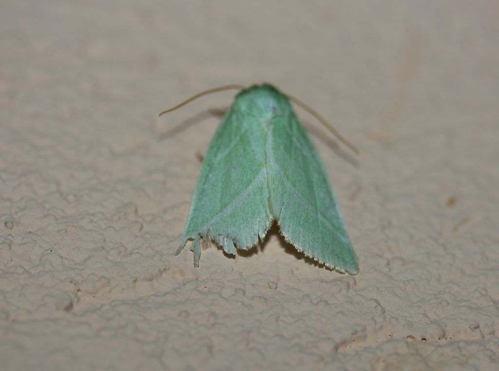 Falena color verde foglia