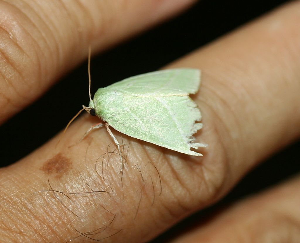 Falena color verde foglia