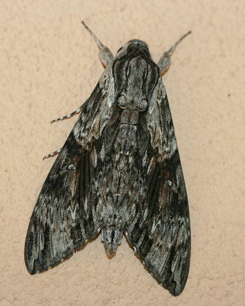 Grande falena (Agrius convolvuli?)