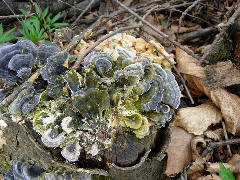 Trametes versicolor?