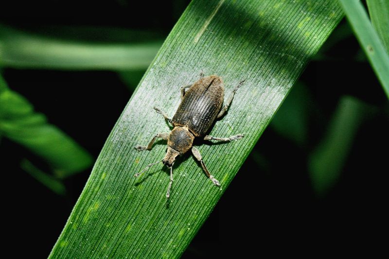 Tanymecus palliatus e Othiorrhynchus sp.