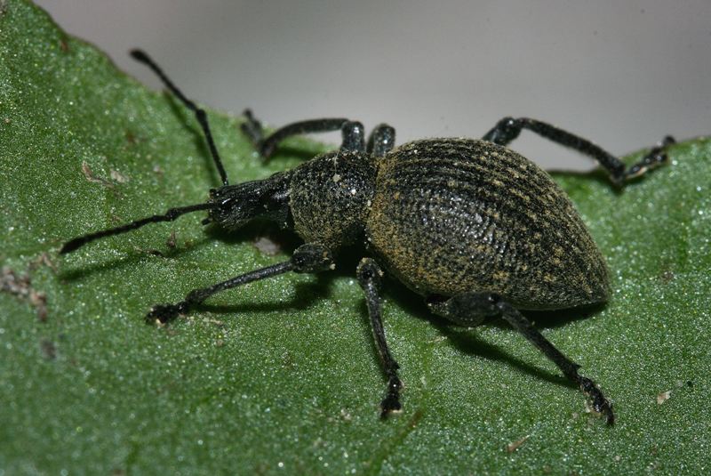 Othiorrhynchus cf.salicicola