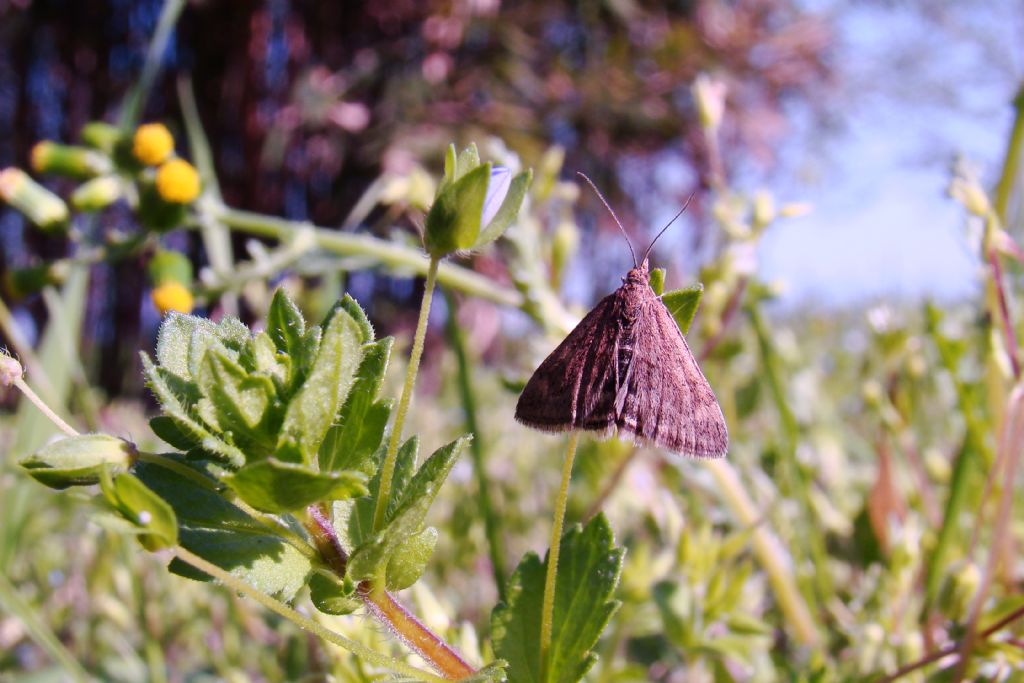 identificazione farfalla