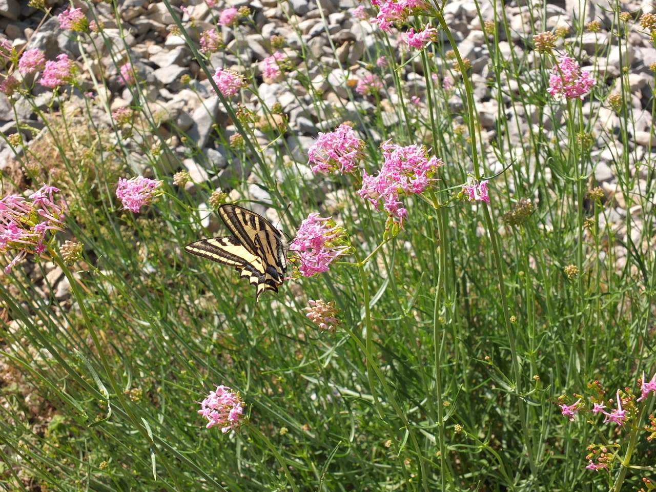 Centranthus angustifolius / Camarezza a foglia sottile