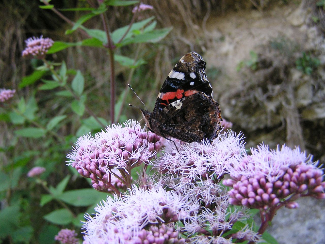 Alpi Marittime - Eupatorium cannabinum