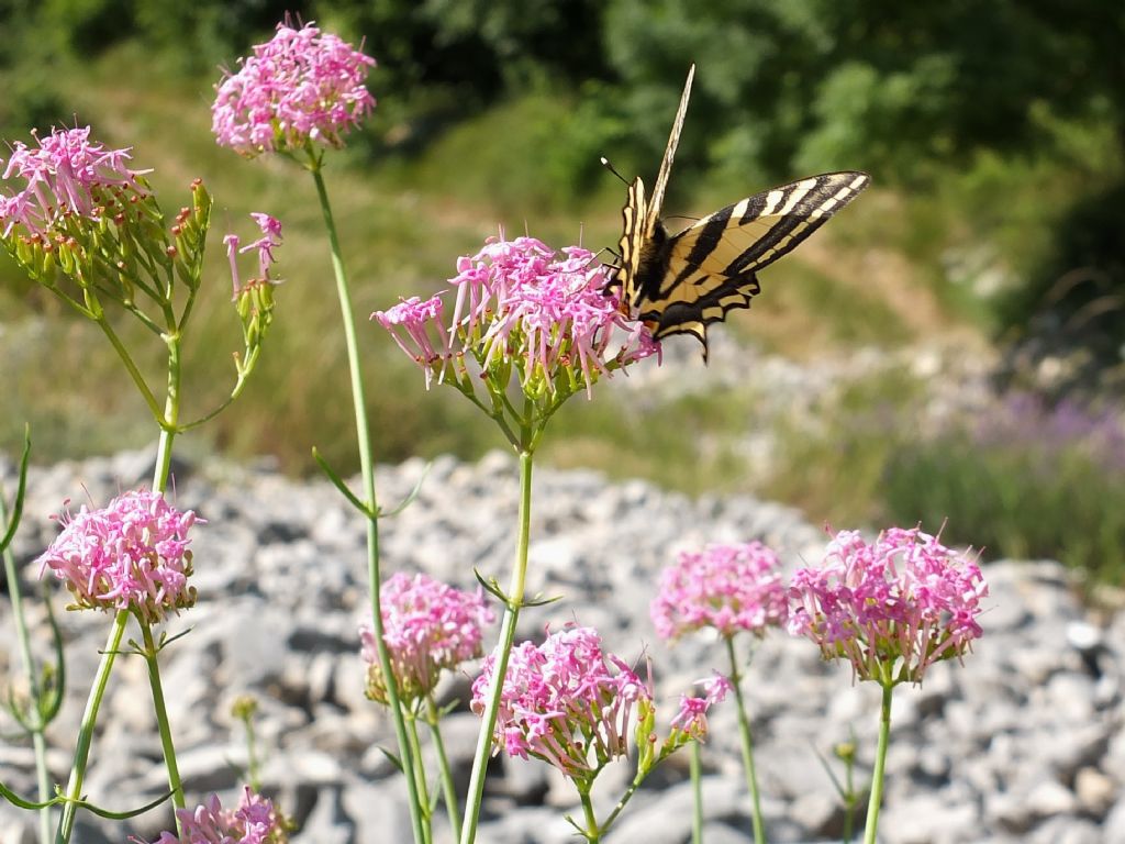 Centranthus angustifolius / Camarezza a foglia sottile