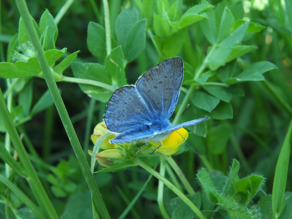 Licenide da identificare