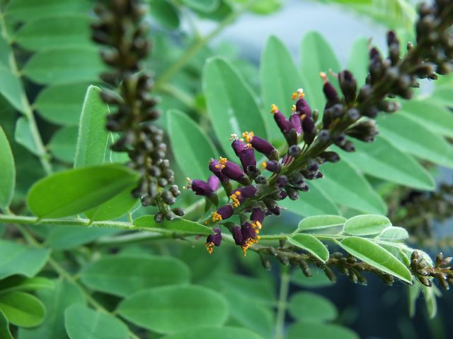 Amorpha fruticosa / Indaco bastardo