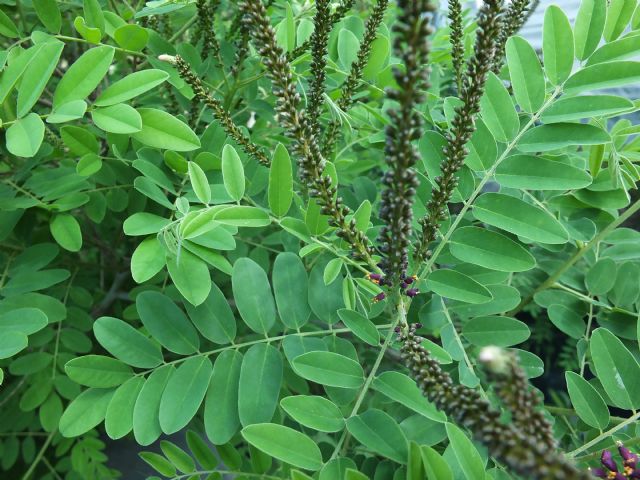 Amorpha fruticosa / Indaco bastardo