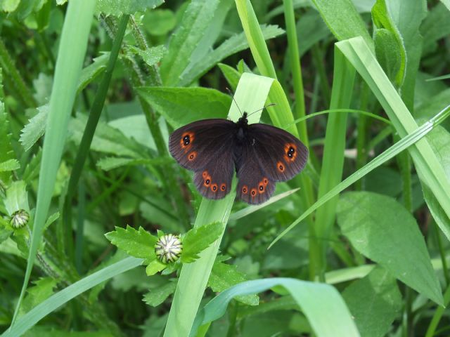 Farfalla ID Friuli 2. Quale erebia?