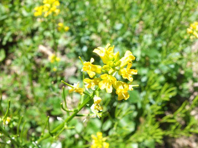 Appennino Pc - Barbarea vulgaris