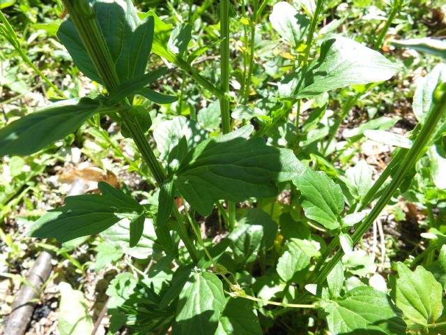 Appennino Pc - Barbarea vulgaris