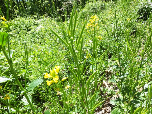 Appennino Pc - Barbarea vulgaris