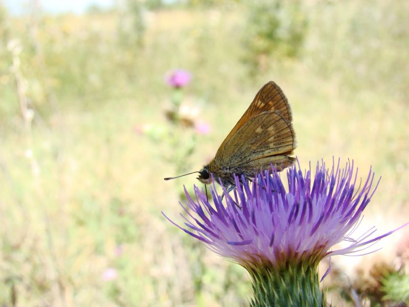 Composite Emilia, Cirsium sp. e Centaurea nigriscens