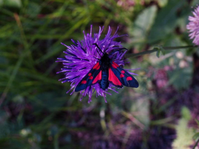 Composita 2, Austria - Centaurea sp.