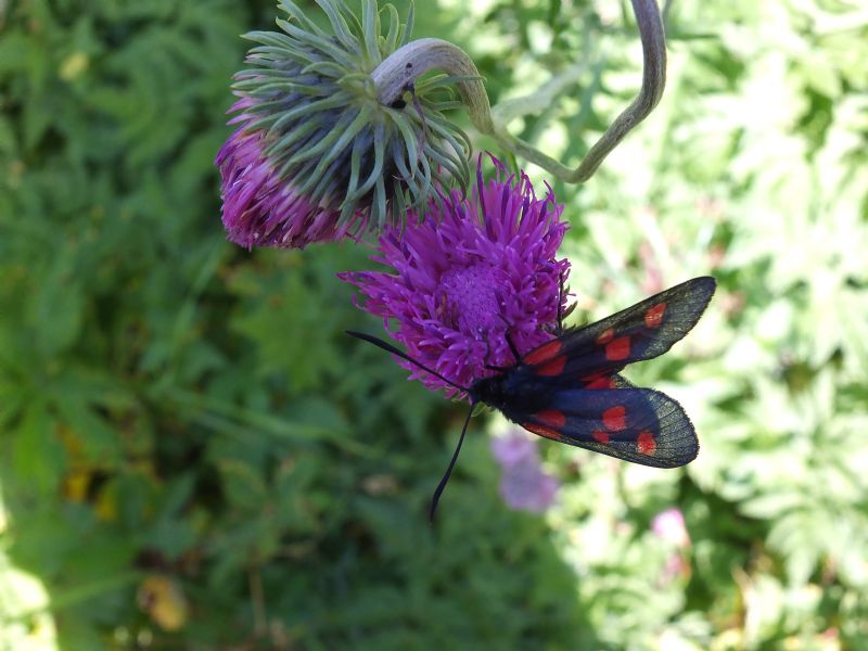 Friuli - Carduus defloratus