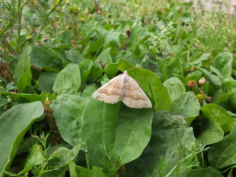 Pennithera firmata?