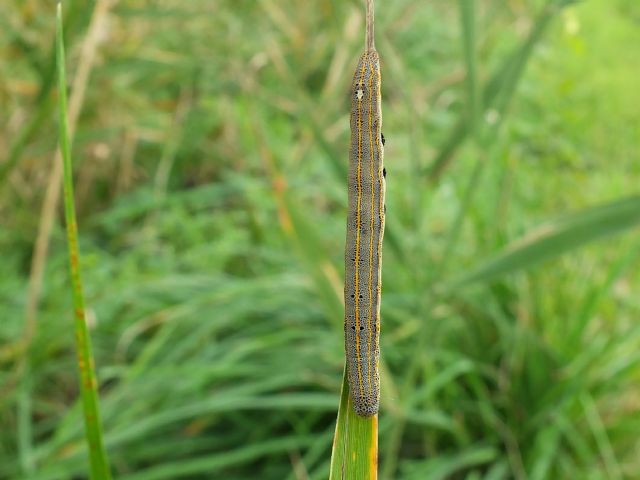 Bruco di Grammodes bifasciata?