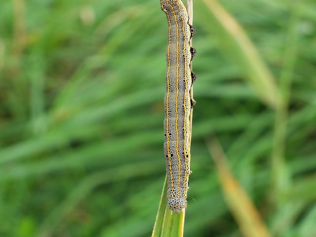 Bruco di Grammodes bifasciata?