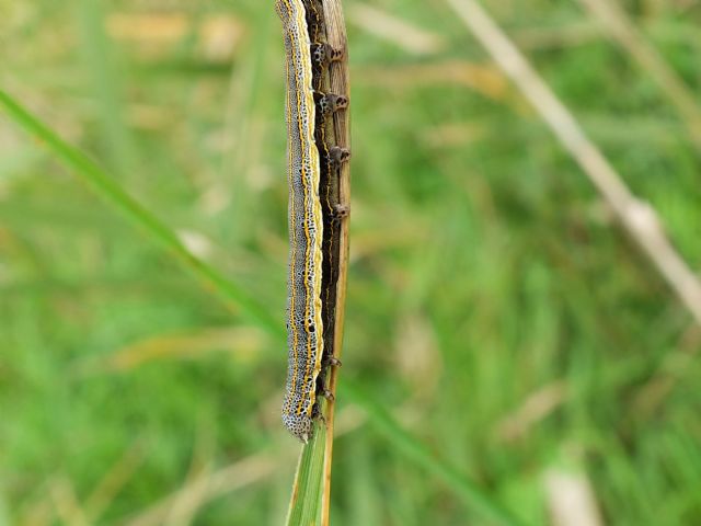 Bruco di Grammodes bifasciata?