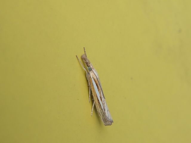 Agriphila selasella?